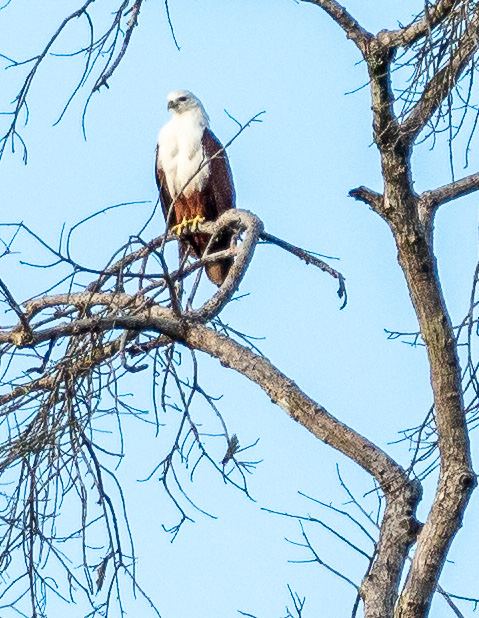 Braminy Kite